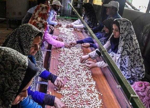 مدیر تعاون روستایی آذربایجان غربی گفت: با فعال‌سازی ظرفیت شبکه تعاون روستایی و سپردن واردات مستقیم کالاهای اساسی به تعاونی‌ها، دولت گام تازه‌ای برای تقویت معیشت مردم و کاهش واسطه‌گری برداشته است؛ اقدامی که نه‌تنها بازار روستاها را هدف قرار داده، بلکه نقش‌آفرینی زنان روستایی در زنجیره تأمین را نیز پررنگ‌تر می‌کند. 