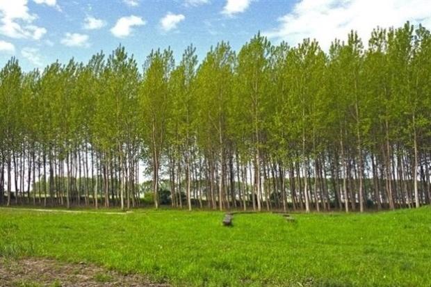 دانشیار پژوهشی مرکز تحقیقات و آموزش کشاورزی و منابع طبیعی استان ایلام گفت: زراعت چوب در جنوب استان ایجاد اشتغال پایدار، افزایش بهره‌وری اقتصادی اراضی کم‌بازده و ارتقای سطح معیشت بهره‌برداران را به‌دنبال دارد. 