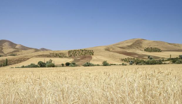  در سال زراعی ۱۴۰۵-۱۴۰۴، سطح زیر کشت گندم در کردستان با عبور از برنامه ابلاغی به ۶۸۱ هزار هکتار رسید، آماری که در کنار پیش‌بینی تولید حدود یک میلیون تن از تلاش کشاورزان برای حفظ تولید در شرایط سخت اقلیمی حکایت دارد، هرچند نگرانی‌هایی درباره هزینه‌ها و پرداخت مطالبات همچنان پابرجاست. 