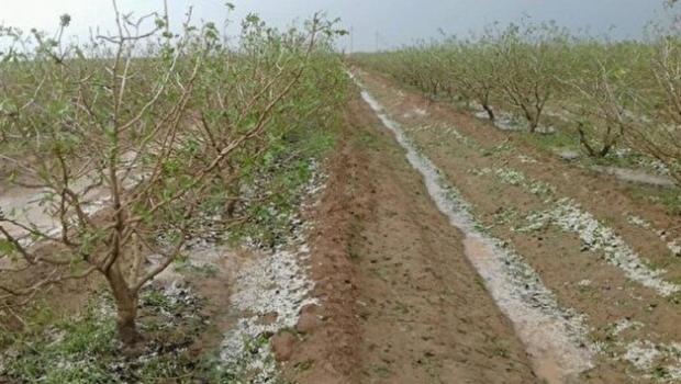 سرپرست مدیریت باغبانی سازمان جهاد کشاورزی آذربایجان‌غربی با اشاره به بارش‌های اخیر تگرگ در برخی مناطق استان، بر ضرورت انجام اقدامات فنی و فوری برای جلوگیری از شیوع بیماری‌های قارچی و باکتریایی و حفظ توان تولیدی باغات تأکید کرد. 