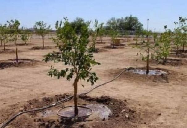 مدیرکل منابع طبیعی استان کردستان گفت: استان کردستان از استان‌های پیشتاز کشور در اجرای طرح مردمی کاشت یک میلیارد درخت است و سالانه ۳ میلیون و ۵۰۰ هزار اصله نهال تولید، توزیع و کاشت می‌شود. 