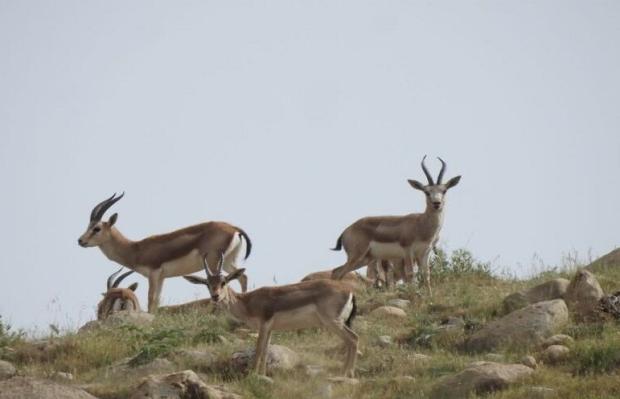  سایه سنگین خشکسالی، شکار غیرمجاز و توسعه لجام‌گسیخته فعالیت‌های انسان در سال‌های اخیر بسیاری از زیستگاه‌های طبیعی حیات وحش را در سراسر کشور با چالش جدی مواجه کرده اما پناهگاه حیات وحش «قراویز» در غرب استان کرمانشاه در حوزه جغرافیایی شهرستان‌های قصرشیرین و سرپل‌ذهاب به همت دلسوزان محیط‌زیست و همراهی جامعه محلی، به دژی استوار و مأمنی بی‌بدیل و بهشتی امن برای بقا و زادآوری آهوان اصیل ایرانی تبدیل شده است. 
