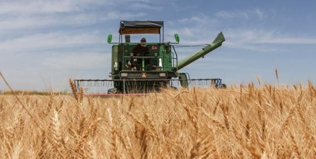 خرید تضمینی ۵۰۴ هزار تُن گندم از کشاورزان در کردستان
