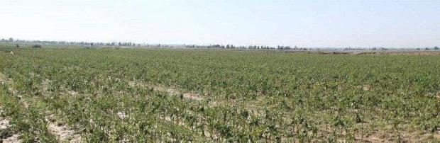همزمان با افزایش میزان بارندگی‌ها در استان کردستان، اجرای طرح‌های کشاورزی حفاظتی و توسعه کشت گیاهان علوفه‌ای دیم به عنوان یکی از راهبردهای اصلی جهاد کشاورزی استان برای پایداری تولید، افزایش بهره‌وری و تقویت اقتصاد کشاورزان وارد مرحله تازه‌ای شده است. 
