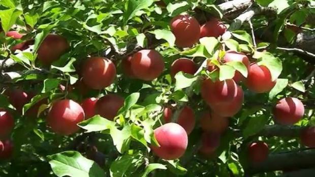 پیش بینی برداشت ۲۸ هزار تن آلوچه از باغات مراغه