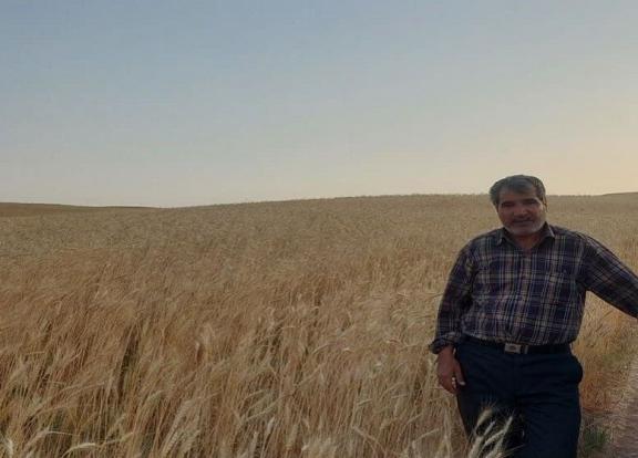  رئیس کمیسیون زراعت اتاق اصناف کشاورزی ایران با انتقاد از تاخیر در اعلام قیمت خرید تضمینی گندم،گفت: احتمال خروج محصول از چرخه خرید دولتی همزمان با نزدیک‌شدن به فصل برداشت وجود دارد. 