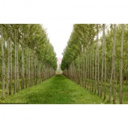 درآمد پایدار، ثمره زراعت چوب در کردستان