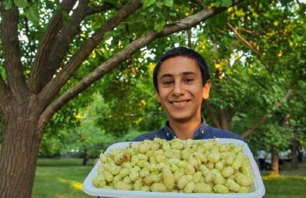 برداشت توت از باغات آذربایجان‌غربی آغاز شد