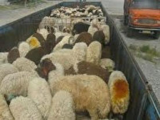  کشف و ضبط تخم مرغ و گوسفند قاچاق در تکاب