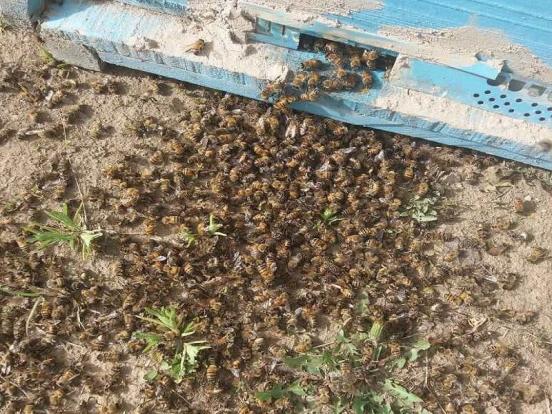 نمونه برداری از تلفات زنبورستان‌های مهاباد به خارج از کشور ارسال شد