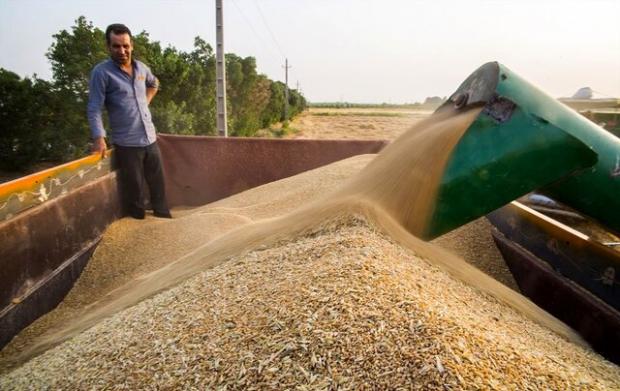 خرید بیش از 66 هزار تن گندم در آذربایجان شرقی 